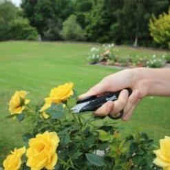 Wilkinson Sword Pruner & Deadhead Snip Twin Pack -Garden Care Shop 1111307w