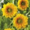 Sunflower Double Delight - Seed -Garden Care Shop 121775 sunflower double delight 2