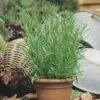 Tarragon - Seed 2 Tarragon - Seed -Garden Care Shop 500 tarragon russian