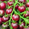 Tomato Black Cherry Organic - Seed 2 Tomato Black Cherry Organic - Seed -Garden Care Shop 500 tomato black cherry