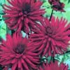 Dahlia Mrs Rees - 1 Bulb -Garden Care Shop 8885 2