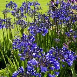 Agapanthus Purple Cloud -Garden Care Shop agapanthus hyperblue planting