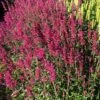 Agastache Heather Queen - Seed -Garden Care Shop agastache 500 4