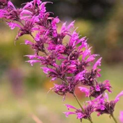 Agastache Heather Queen - Seed -Garden Care Shop agastache cana unadjusted