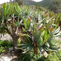 Aloe Plicatilis - Fan Aloe - Succulent 19 Aloe Plicatilis - Fan Aloe - Succulent -Garden Care Shop aloe plicatilis flickr bernard dupont