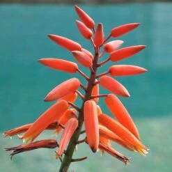 Aloe Plicatilis - Fan Aloe - Succulent 15 Aloe Plicatilis - Fan Aloe - Succulent -Garden Care Shop aloe plicatilis flickr jean michel moullec