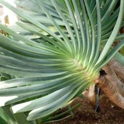 Aloe Plicatilis - Fan Aloe - Succulent 16 Aloe Plicatilis - Fan Aloe - Succulent -Garden Care Shop aloe plicatilis flickr jesus cabrera 1
