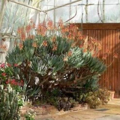 Aloe Plicatilis - Fan Aloe - Succulent 17 Aloe Plicatilis - Fan Aloe - Succulent -Garden Care Shop aloe plicatilis flickr laurent houmeau