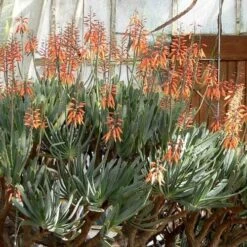 Aloe Plicatilis - Fan Aloe - Succulent 20 Aloe Plicatilis - Fan Aloe - Succulent -Garden Care Shop aloe plicatilis flickr laurent houmeau hr