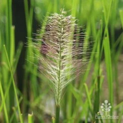 Pennisetum Alopecuroides - Swamp Fountain Grass 16 Pennisetum Alopecuroides - Swamp Fountain Grass -Garden Care Shop alopec new seedhead