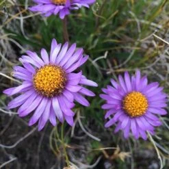 Aster Alpine Mix - Seed 13 Aster Alpine Mix - Seed -Garden Care Shop alpine aster mauve2