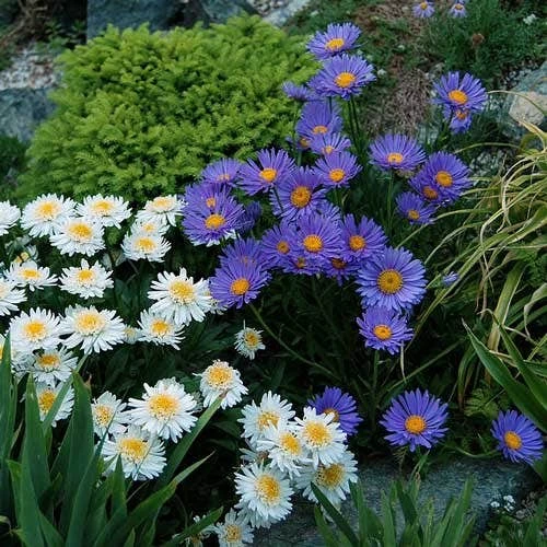 Aster Alpine Mix - Seed 4 Aster Alpine Mix - Seed - Image 2