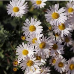 Aster Alpine Mix - Seed 10 Aster Alpine Mix - Seed -Garden Care Shop alpine aster white