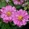 Anemone Fall In Love Sweetly- Japanese Anemone 2 Anemone Fall In Love Sweetly- Japanese Anemone -Garden Care Shop anemone fall in love sweetly flowers