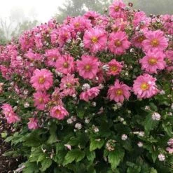 Anemone Fall In Love Sweetly- Japanese Anemone -Garden Care Shop anemone fall in sweetly plant