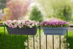 Elho Vibia Campana Trough Allin1 50cm Anthracite -Garden Care Shop anthracite 2