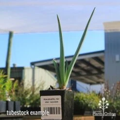 Aloe Plicatilis - Fan Aloe - Succulent 21 Aloe Plicatilis - Fan Aloe - Succulent -Garden Care Shop apo aloe plicatilis tubestock