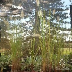 Pennisetum Alopecuroides - Swamp Fountain Grass 20 Pennisetum Alopecuroides - Swamp Fountain Grass -Garden Care Shop apo alopecuroides in nuery