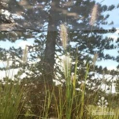 Pennisetum Alopecuroides - Swamp Fountain Grass 21 Pennisetum Alopecuroides - Swamp Fountain Grass -Garden Care Shop apo alopecuroides in nursery2