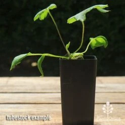 Anemone Fall In Love Sweetly- Japanese Anemone -Garden Care Shop apo anemone fall in love tubestock