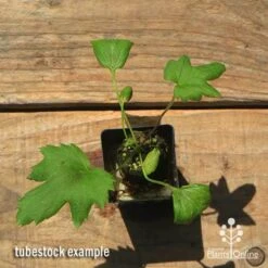 Anemone Fall In Love Sweetly- Japanese Anemone -Garden Care Shop apo anemone fall in love tubestock top