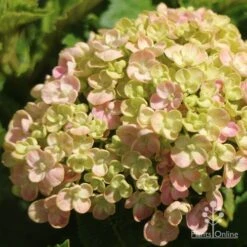 Hydrangea Ayesha -Garden Care Shop apo ayesha hydrangea buds
