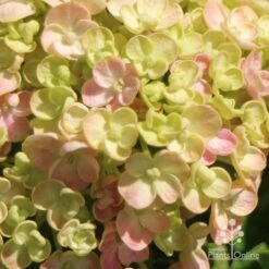 Hydrangea Ayesha -Garden Care Shop apo ayesha hydrangea buds close