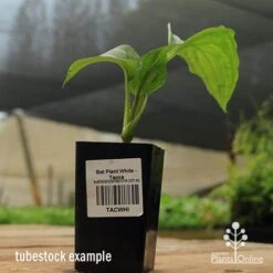 Bat Plant - Tacca -Garden Care Shop apo black bat tacca tubestock