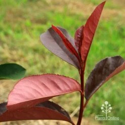 Photinia Black Jack 21 Photinia Black Jack -Garden Care Shop apo black jack photinia