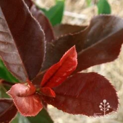 Photinia Black Jack 19 Photinia Black Jack -Garden Care Shop apo black jack photinia colour
