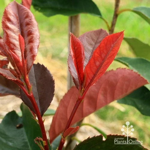 Photinia Black Jack 11 Photinia Black Jack - Image 9
