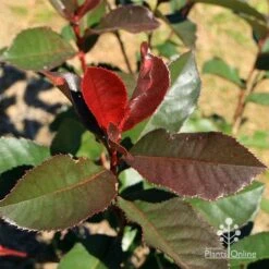 Photinia Black Jack 17 Photinia Black Jack -Garden Care Shop apo black jack photinia winter