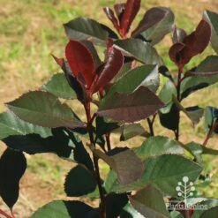 Photinia Black Jack 25 Photinia Black Jack -Garden Care Shop apo black jack winter