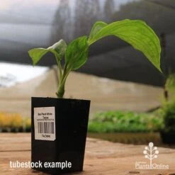 Bat Plant - Tacca -Garden Care Shop apo black tacca tubestock