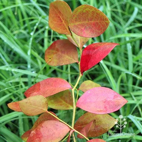 Blueberry Powder Blue 6 Blueberry Powder Blue - Image 4