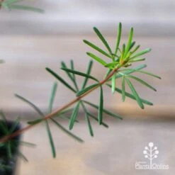 Boronia Clavata - Bremer Boronia -Garden Care Shop apo boronia clavata foliage