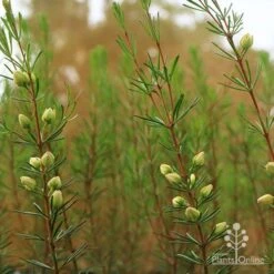 Boronia Clavata - Bremer Boronia -Garden Care Shop apo bremer boronia