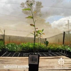 Blueberry Brightwell 16 Blueberry Brightwell -Garden Care Shop apo britewell tubestock side