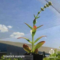 Crassula Campfire - Succulent -Garden Care Shop apo campfire flowering green phase