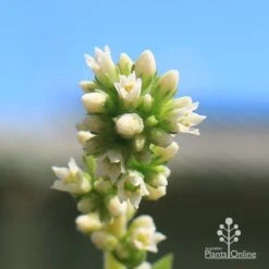 Crassula Campfire - Succulent -Garden Care Shop apo campfire flowers closeup