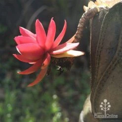 Crassula Campfire - Succulent -Garden Care Shop apo campfire in boot