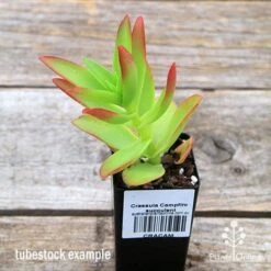Crassula Campfire - Succulent -Garden Care Shop apo campfire tubestock