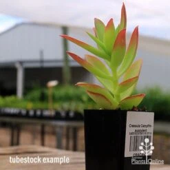 Crassula Campfire - Succulent -Garden Care Shop apo campfire tubestock side