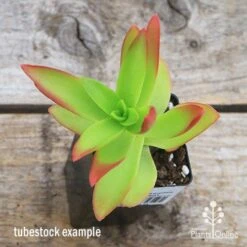 Crassula Campfire - Succulent -Garden Care Shop apo campfire tubestock top