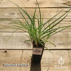 Carex Blue Cascade 13 Carex Blue Cascade -Garden Care Shop apo carex blue tubestock top