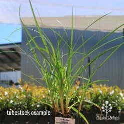 Carex Blue Cascade 12 Carex Blue Cascade -Garden Care Shop apo carex blue tubestock 1