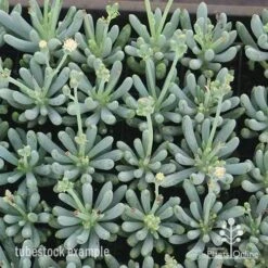 Senecio Chalk Sticks - Succulent 18 Senecio Chalk Sticks - Succulent -Garden Care Shop apo chalk sticks dwarf plug plants