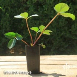 Hellebore Cinnamon Snow - Winter Rose -Garden Care Shop apo cinnamon snow hellebore tubestock