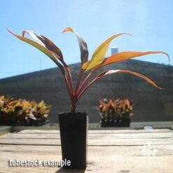 Cordyline Fruticosa Tangelo -Garden Care Shop apo cordyline tangelo tubestock sun