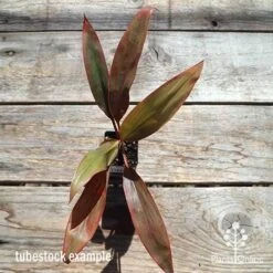 Cordyline Fruticosa Tangelo -Garden Care Shop apo cordyline tangelo tubestock top